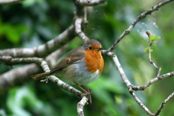 Why are there robins on Christmas cards? Readers’ nature queries