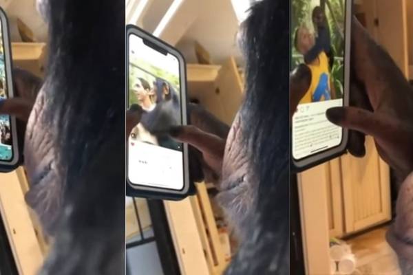 Chimpstagram: Is this ape better at social media than humans?