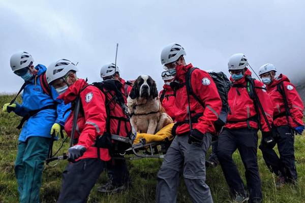 St Bernard dog successfully rescued from England’s highest peak