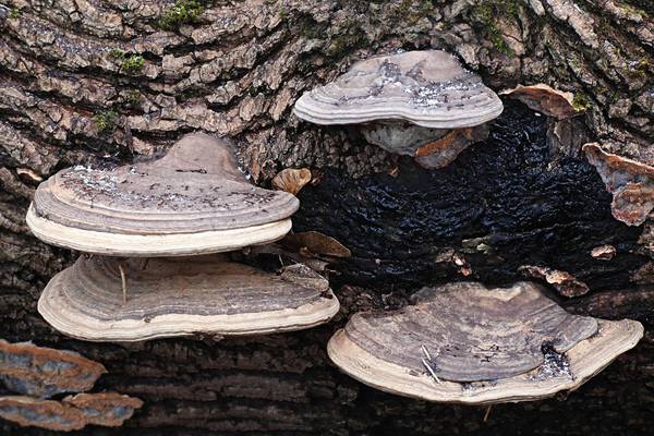The magic of medicinal mushrooms growing wild in Ireland