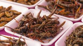 Edible-insect business owner faces jail for shoplifting scheme