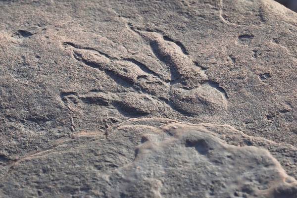 Dinosaur footprint discovered by girl (4) on Welsh beach
