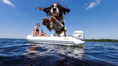 Springer Spaniel incoming: The winner of our summer photography competition