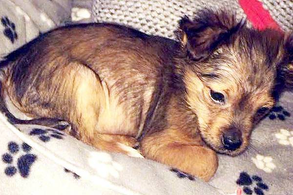 Man (23) to appear in court over alleged hammer attack on puppy