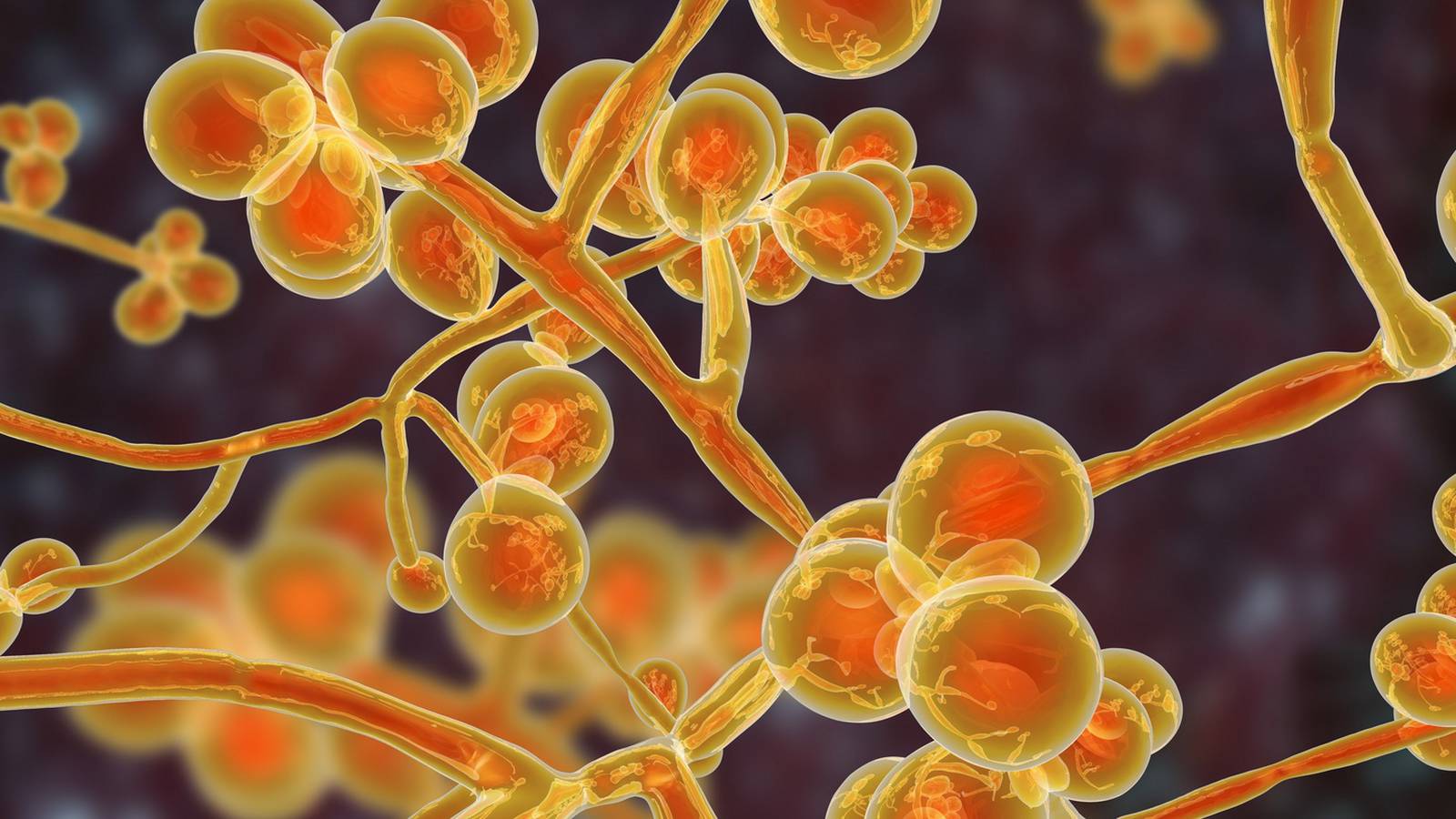 Yeast of burden: deadly new strain of fungal infection has scientists ...