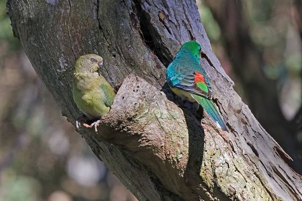 Public appeal for help as exotic birds escape from Dublin aviary