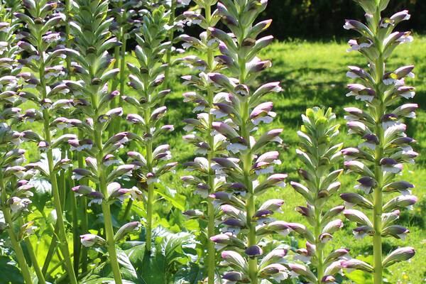 Your gardening questions answered: How can I remove an invasive acanthus?