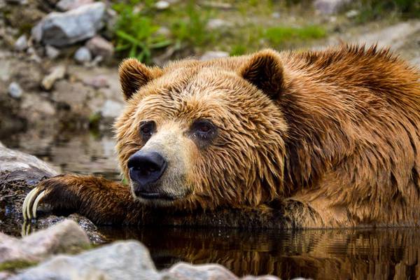 US officials shoot grizzly bear following fatal attack on woman