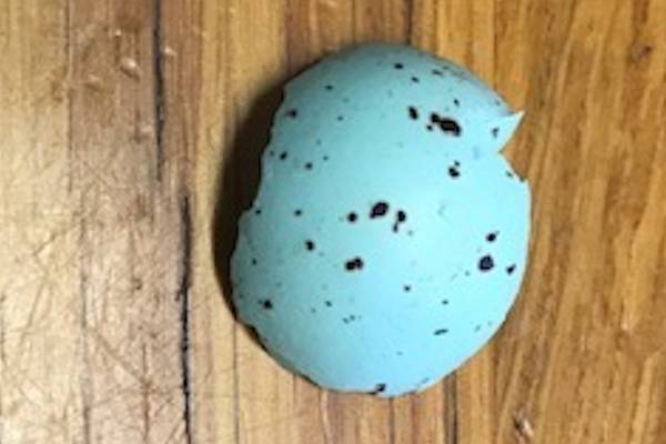 Eye on Nature: Eggshells, butter tastes, insects, bark marks, moths and butterflies