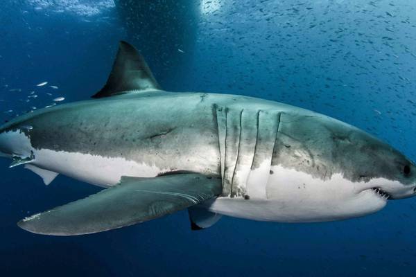 Great white shark’s DNA ‘may help save human lives’