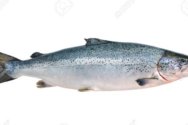 Angling Notes: Concern as 65 farmed salmon caught in five rivers