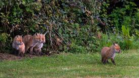 Urban foxes: love them or loathe them, your garden is their den