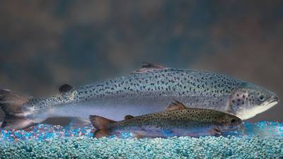US clears genetically modified salmon for human consumption