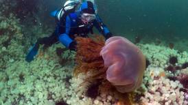 Bathers advised to avoid Dublin waters after dangerous jellyfish spotted