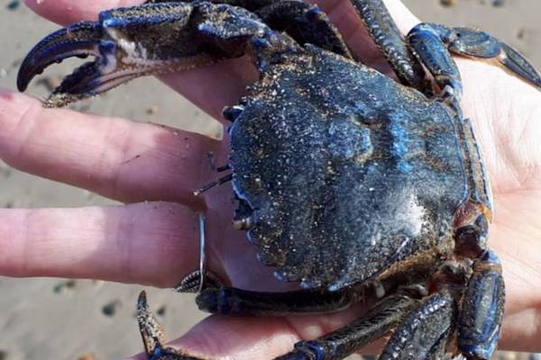 Who’s this crabby customer? Readers’ nature queries