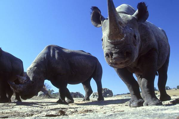 Member of ‘Rathkeale Rovers’ jailed for rhino horn smuggling