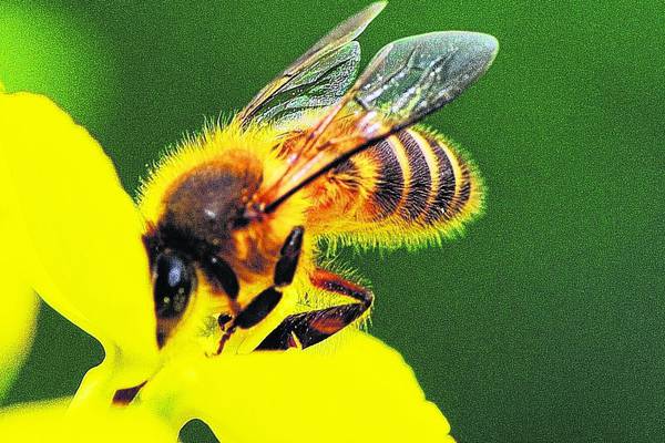 Ireland’s reserve of honeybees could be greatest in world