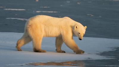 Gene study explores polar bears’ weight-gain secret