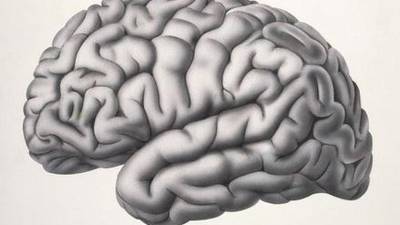British Science Festival: Male-female brain differences ‘don’t exist’