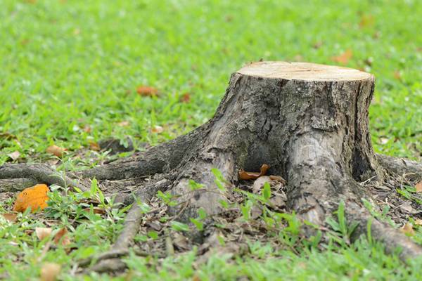 Hundreds of stumps left in ground in south Dublin as council grinder breaks down