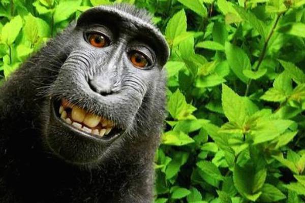 Monkey who took selfie cannot sue for copyright, court rules