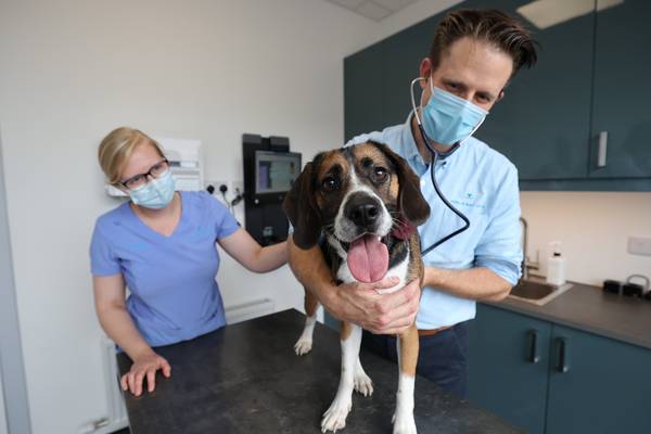 Ireland’s supervets: ‘As pets become part of the family, people want more for them’