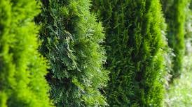 Your gardening questions answered: What should I replace my overgrown thuja with?