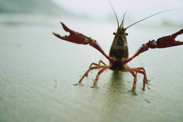 White-clawed crayfish succumb to plague in north Tipperary