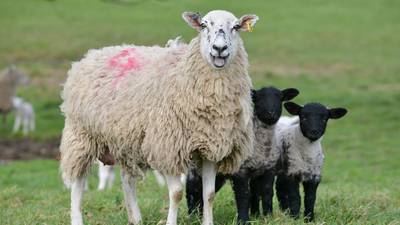 Woman who claimed sheep are ‘sacred’ banned from taking cases