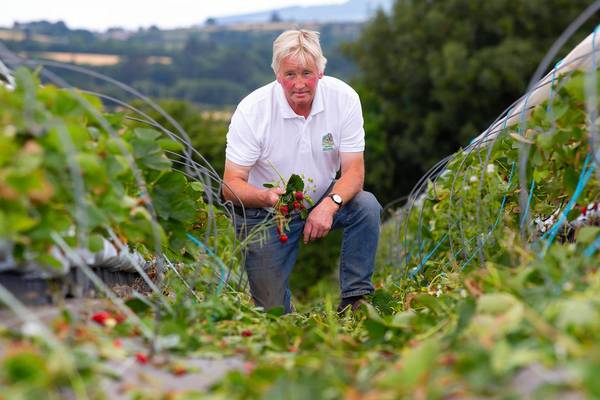 Strawberry farmer loses €200,000 of fruit due to hot weather