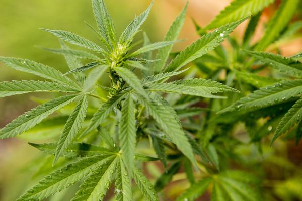 Irish plans to develop new cannabis-based treatments for epilepsy announced
