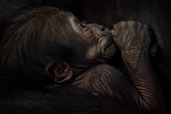 Pictures of new baby gorilla released by Dublin Zoo