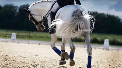 Former employee sues State-funded equestrian body over alleged bullying