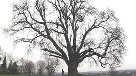 Michael Harding: The story of the decline of the mighty ash