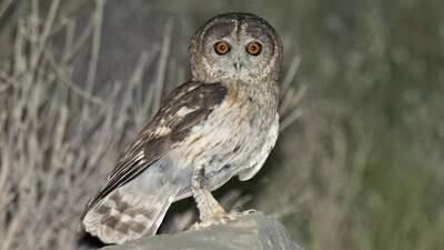 New species of owl discovered in Middle East