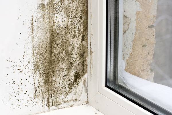 Mould loves Ireland’s damp climate – what can you do to fight its spread?