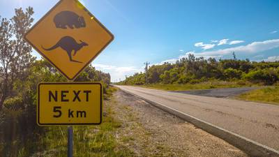 Living in rural Tasmania, where marsupials rule the roads