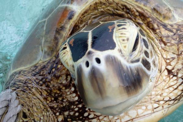 Rising temperatures in Great Barrief Reef turning turtles female – study