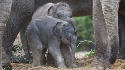 Second calf adds to baby elephant  boom at Dublin Zoo