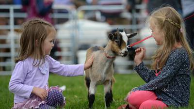 Egg-eating calf and huge  carrots vie for attention at Virginia Show