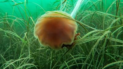 New seagrass areas and rich marine life found during Irish coastline survey by Coastwatch 