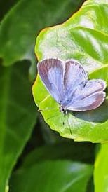 There are two or even three generations of the holly blue butterfly a year