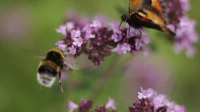 Ireland will ‘not oppose’ measures to protect bees