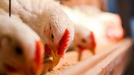 Chicken producer Moy Park delivers record sales and profits