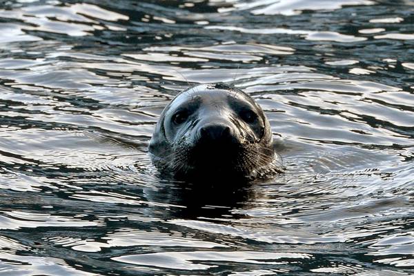 Nature Diary: Spare some time for sealwatching