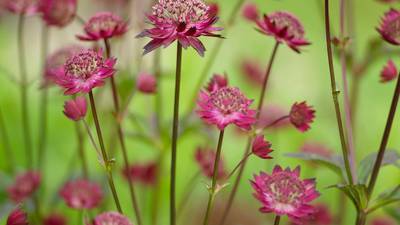 Eight great long-flowering plants for the June garden