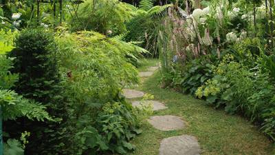 How a lush and leafy Churchtown garden is weathering the drought