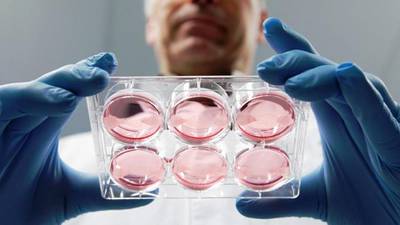 Diners bite into  world’s first stem cell burger