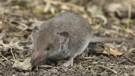 Access Science: The taming of the greater white-toothed shrew is essential