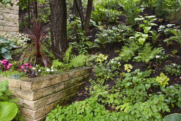 Gardening: How to create sophisticated elegance in shady places